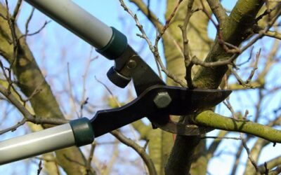 5 Mistakes Homeowners Make When Trimming Their Own Trees