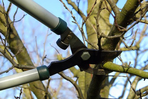 tree trimming