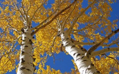A Short Guide to Aspen Trees and Their Care