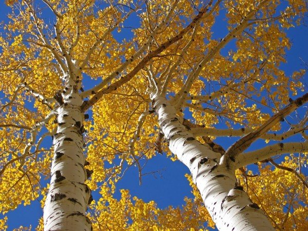 aspen tree care denver