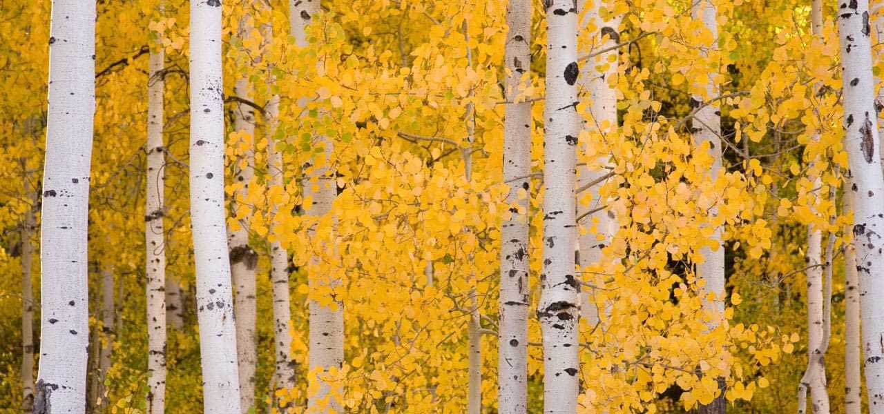 planting-aspens-in-yards
