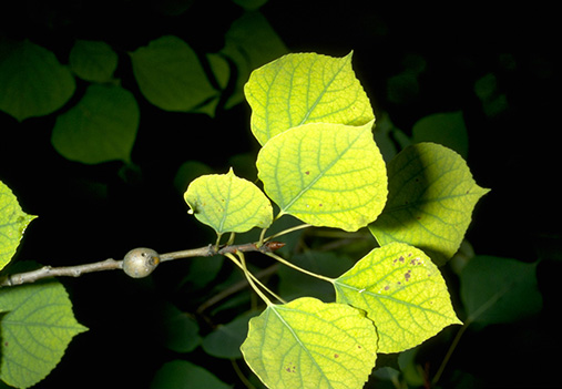aspen iron chlorosis