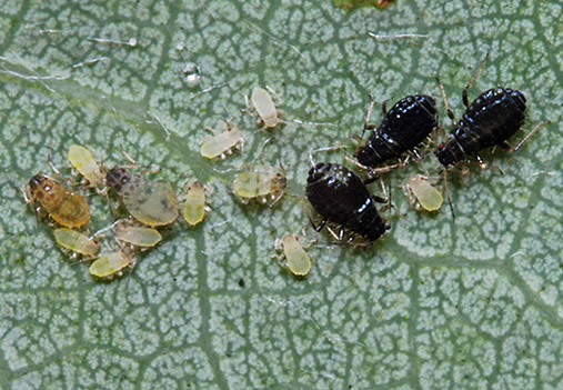 aspen tree aphids
