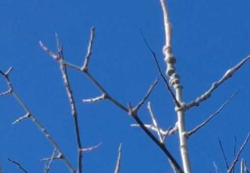poplar-Twiggal-fly-galls