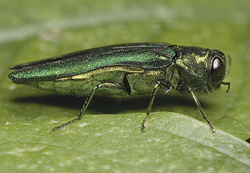 adult emerald ash borer