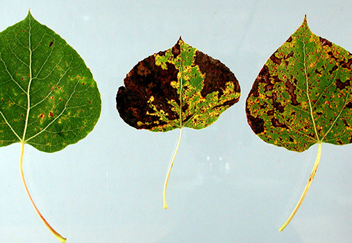 aspen tree marssonina leaf blight