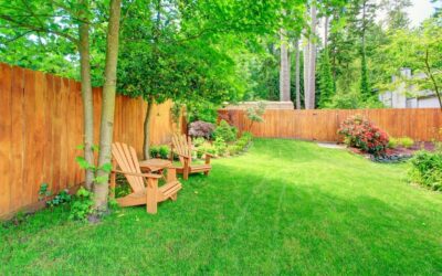 How Lawn Care Issues Can Affect Trees