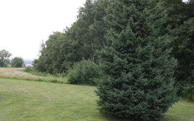 Evergreen Tree Care