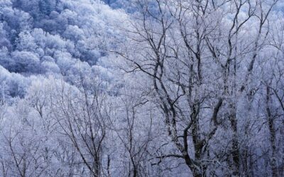 3 Reasons to Trim Your Trees in the Winter
