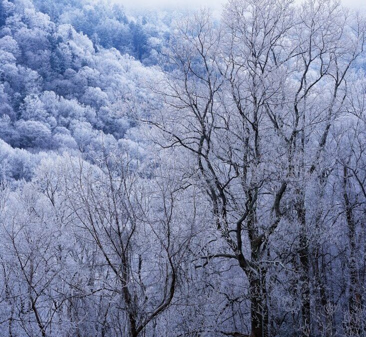 winter tree pruning denver