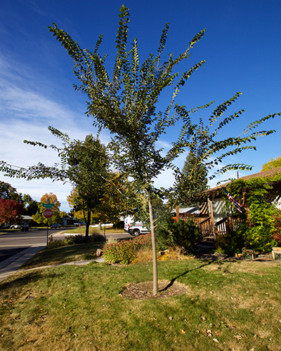 Four year old Patriot Elm Tree