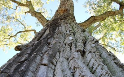 Denver’s Cottonwood Trees