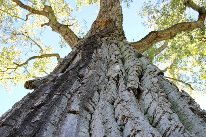 cottonwood pruning and removal denver