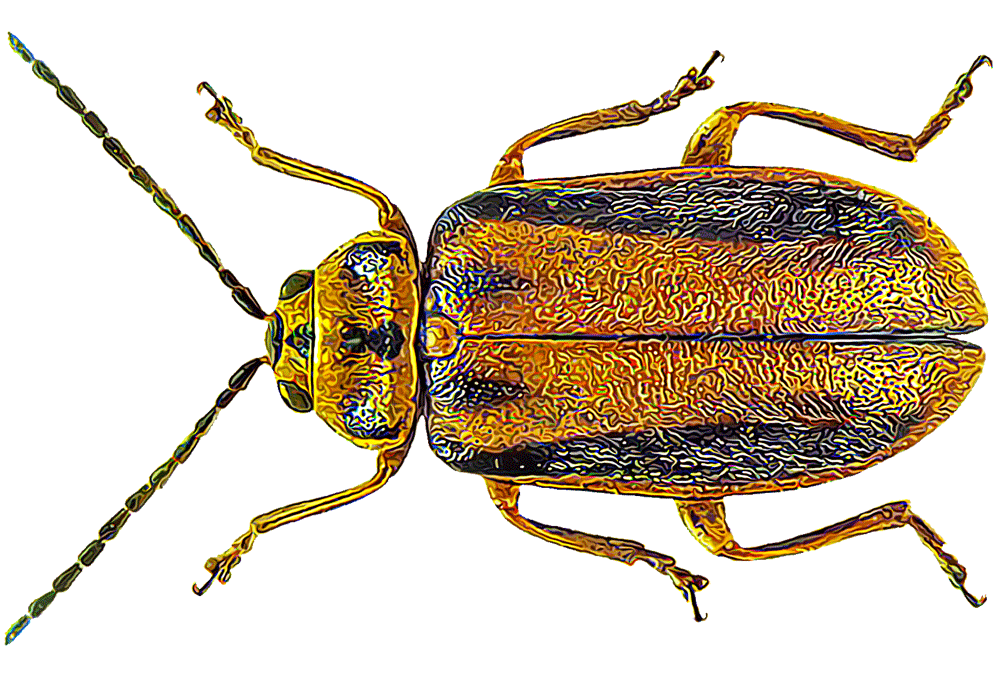 elm leaf beetle
