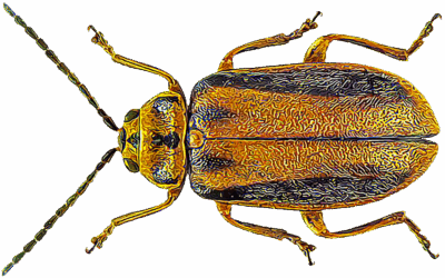 Controlling Elm Leaf Beetles