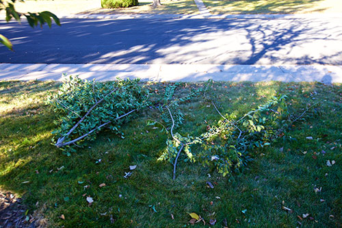 Pruning dosage