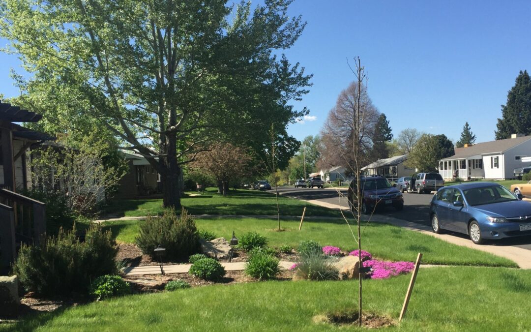 planting elm trees