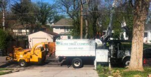professional tree service company