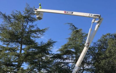 Spring Time Tree Pruning in Denver