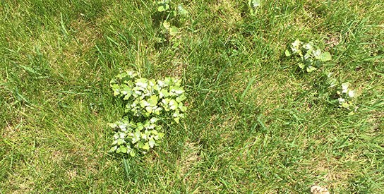 poplar suckers