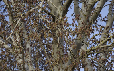 Silver Poplar Tree Care