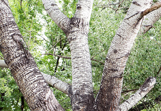 silver poplar branches