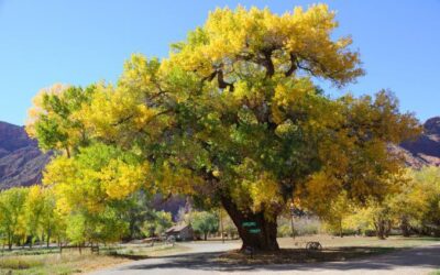 Common Poplar & Cottonwood Tree Issues