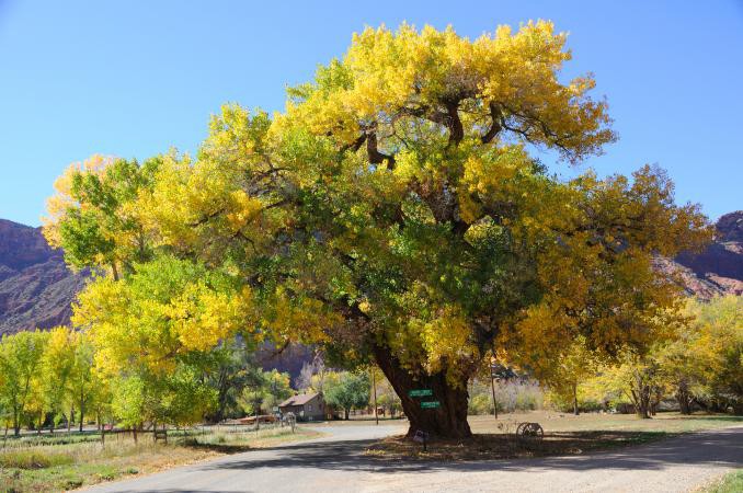 cottonwood fall colors