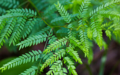 Honeylocust Tree Care