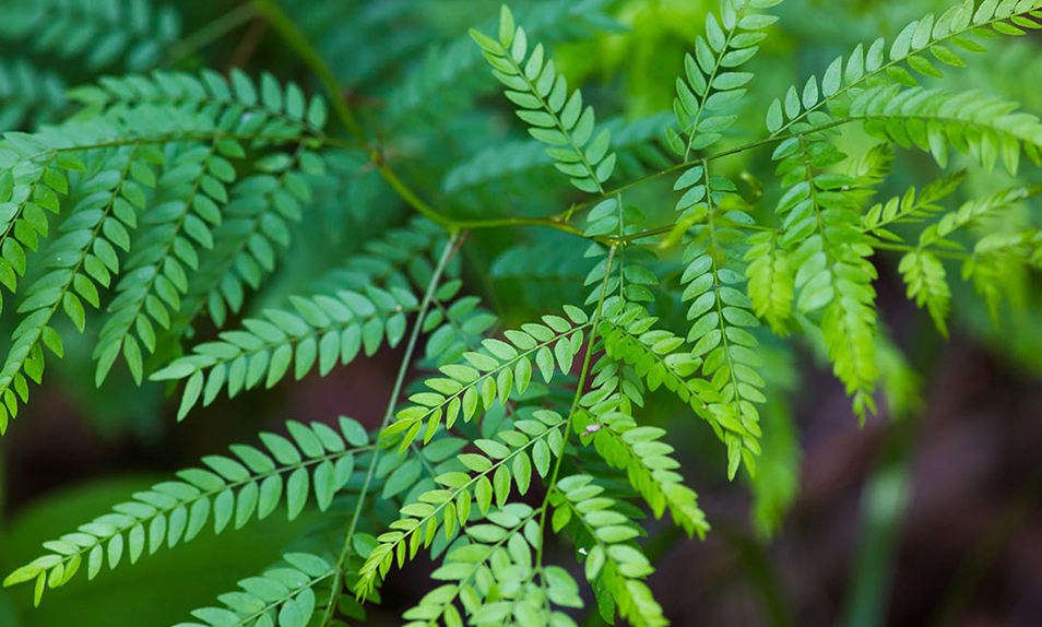 Honeylocust Tree Care