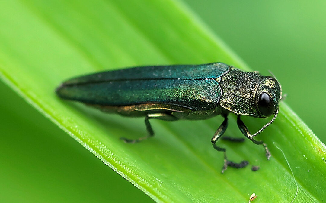 emerald ash borer picture
