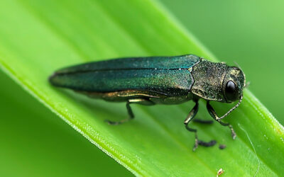Emerald Ash Borer on the Move in Broomfield, Westminster, and Berthoud