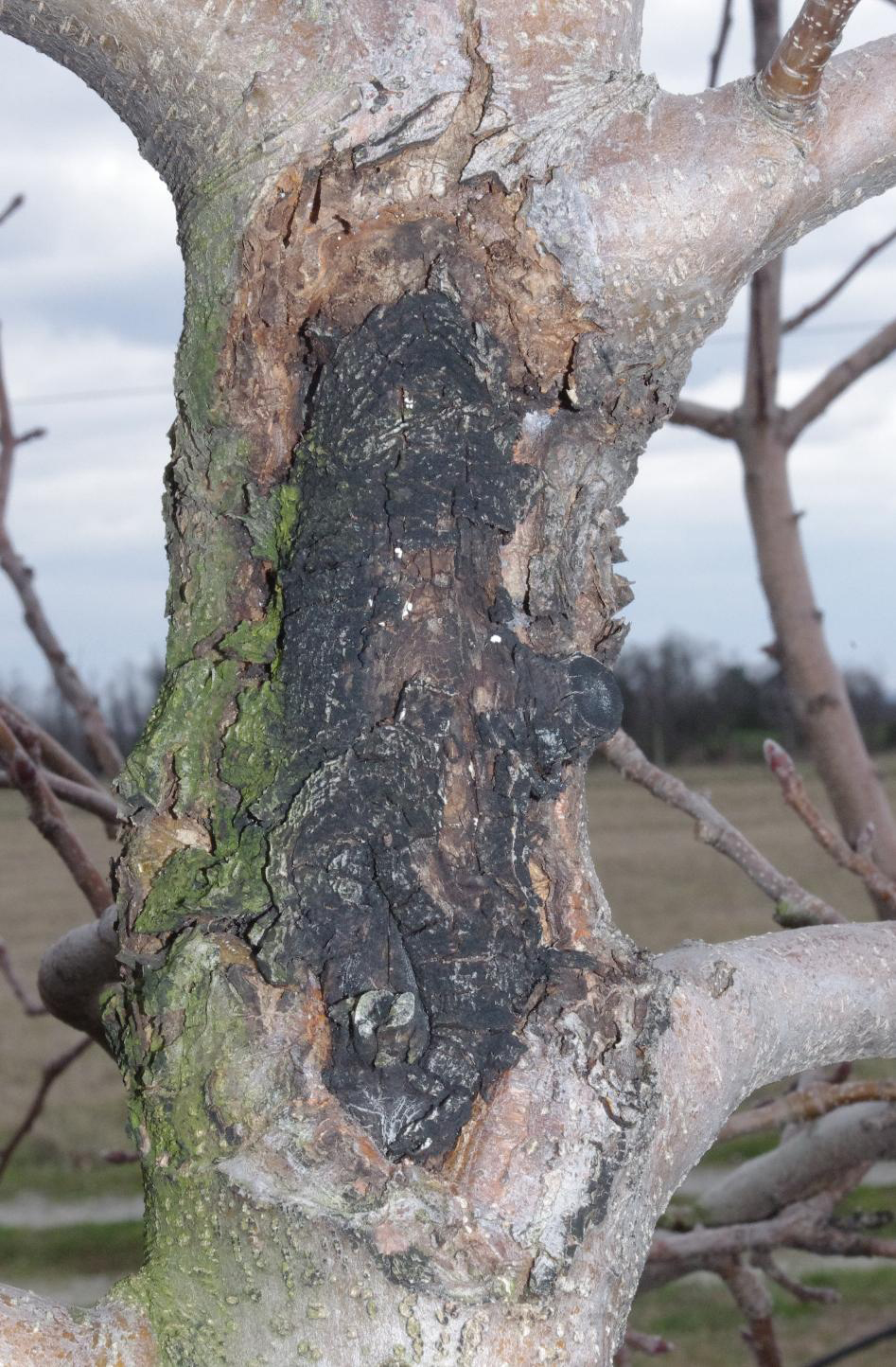 fire blight canker