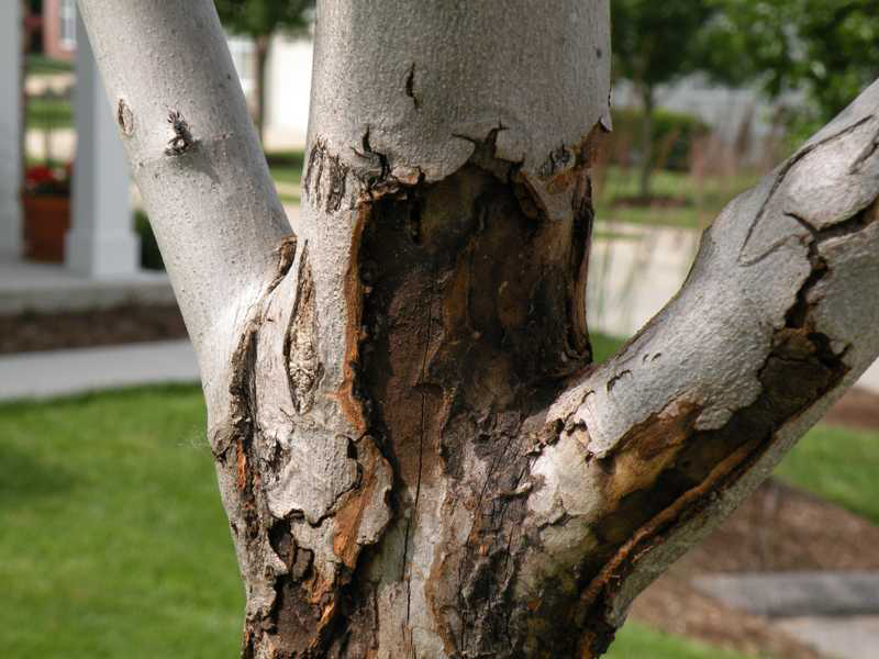 sunscald on woody plants