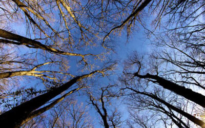 Winter Tree Care Tips