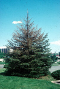 top down tussock damage