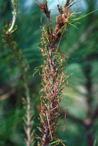 pine sawfly damage