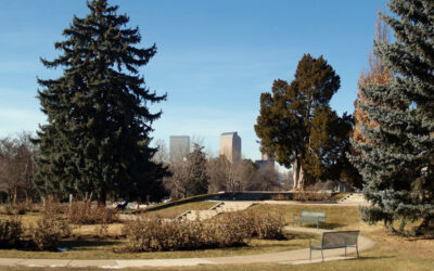 Time To Protect Large Blue Spruce Trees in Denver