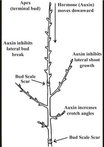 apical dominance in trees