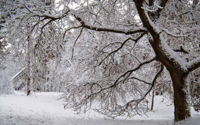 What To Do About Tree Freeze Damage?