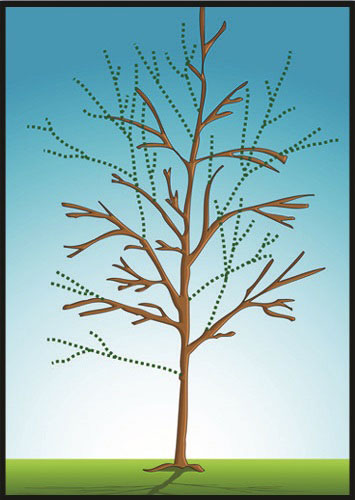 trimming young trees