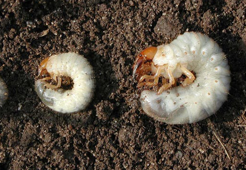 Japanese Beetle grubs