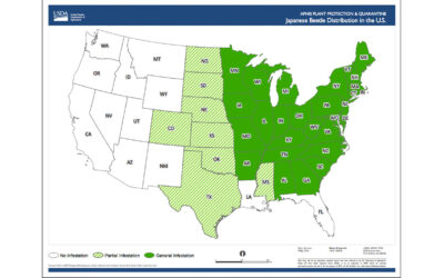 What To Do About Japanese Beetles?