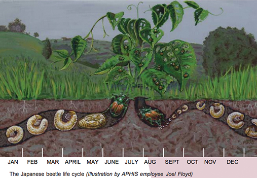 Japanese Beetle lifecycle