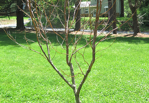 flash frozen sapling