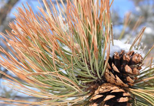 evergreen polar freeze damage