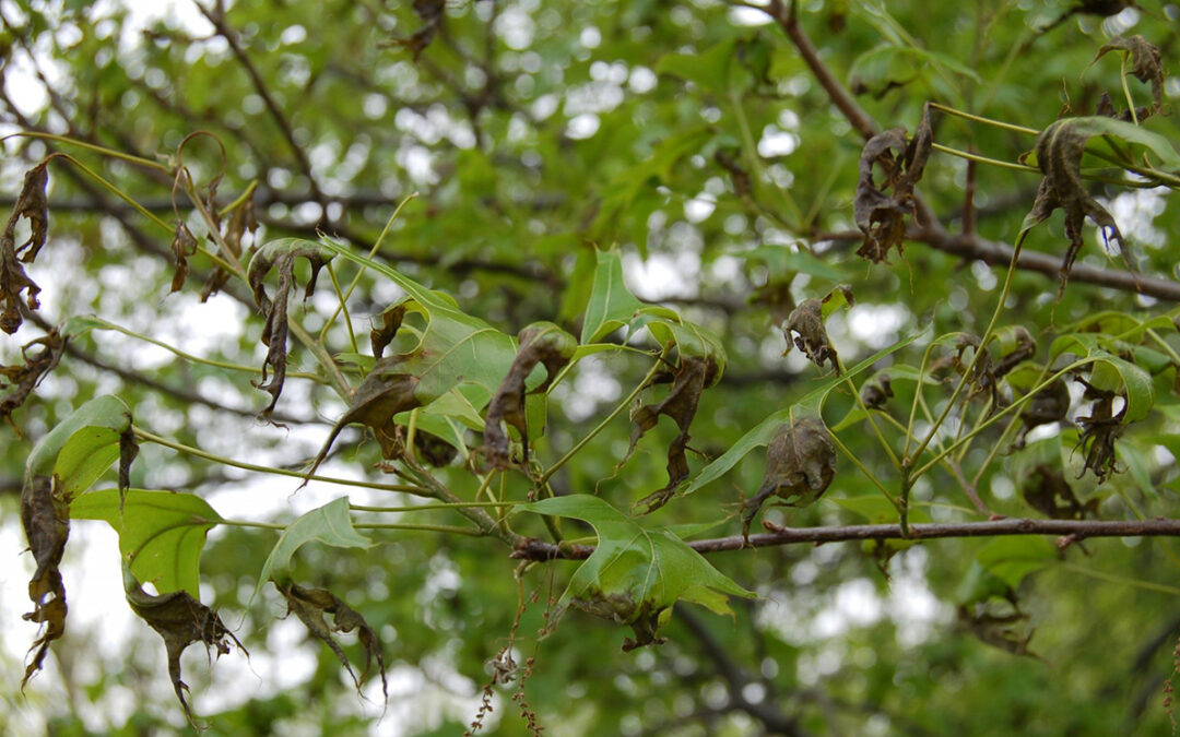 spring freeze tree damage