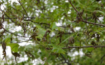 Ask a Professional – Why Is There Widespread Tree Damage in Denver?