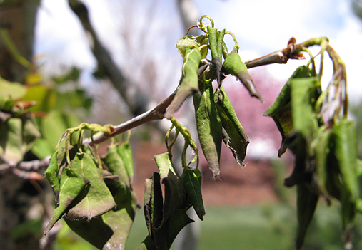 polar freeze damage on trees