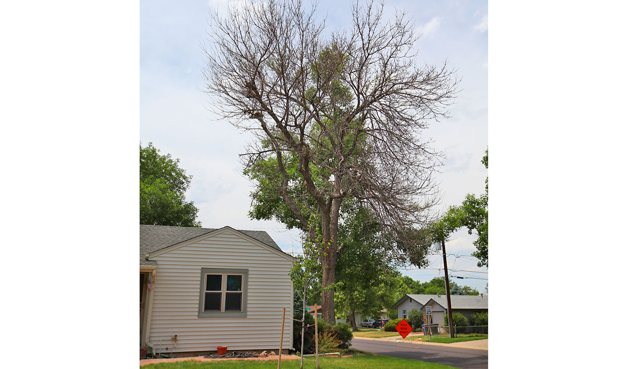 ash tree frost damage in denver